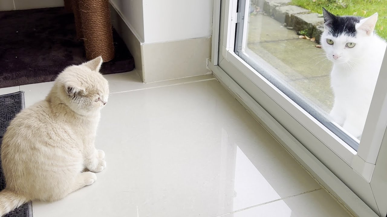 Neighbours Cat Meets New Kitten For The First Time Neighbours Cat Meets New Kitten For The First Time