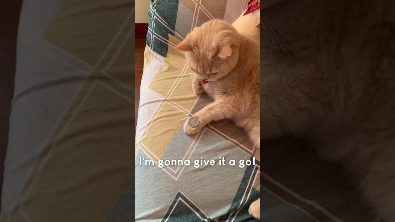 Amazing Cat Performs Magic Trick! #Cats #Tricks Amazing Cat Performs Magic Trick! #Cats #Tricks