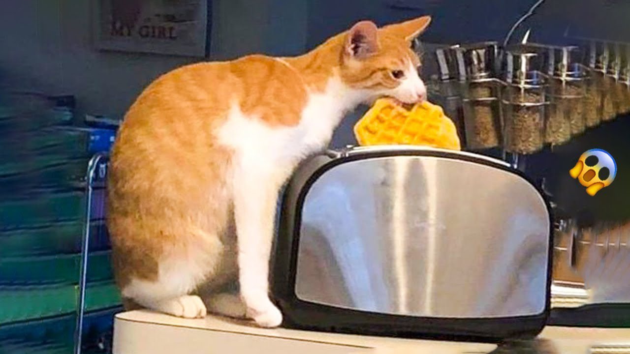 😱 It's To LAUGH When Watching This Video Of The FUNNIEST CATS On Earth 😱- Funny Cats Life 😱 It's To LAUGH When Watching This Video Of The FUNNIEST CATS On Earth 😱- Funny Cats Life