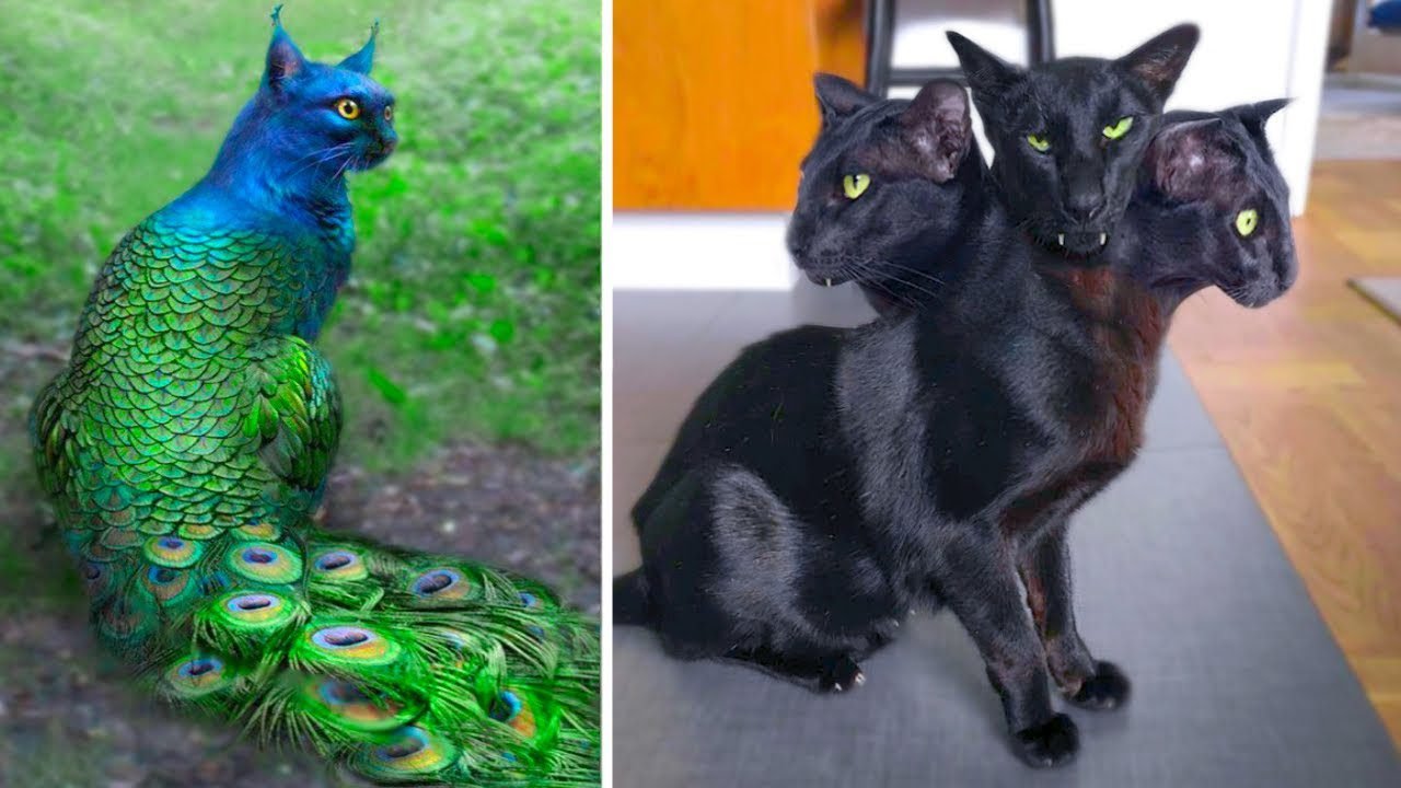15 Abnormally Strange Cats That Actually Exist 15 Abnormally Strange Cats That Actually Exist