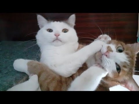 Funny animal videos – Funny cats / dogs – Funny animals 244 Funny animal videos – Funny cats / dogs – Funny animals 244