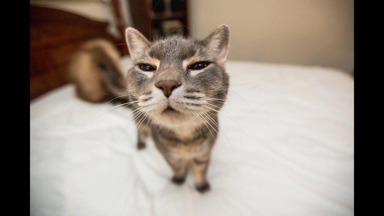 Funny Cats Compilation (Most Popular) Part 1 Funny Cats Compilation (Most Popular) Part 1