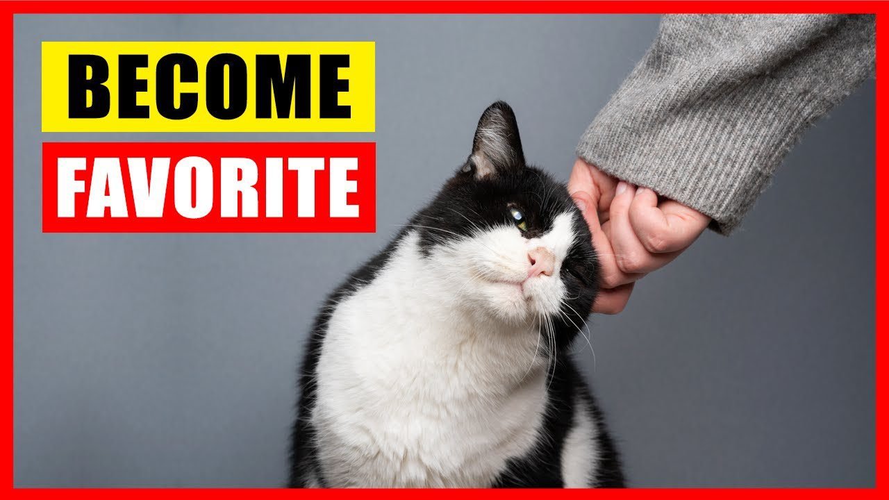 How Cats Choose Their Favorite Person How Cats Choose Their Favorite Person