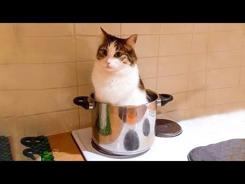 😹 You Definitely Laugh, Trust me 😱 – Funniest Cats Expression Video 😇 – Funny Cats Life 😹 You Definitely Laugh, Trust me 😱 – Funniest Cats Expression Video 😇 – Funny Cats Life