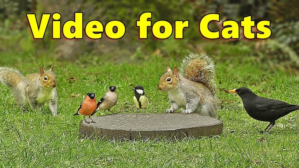 Videos for Cats – Squirrels and Birds Mania ⭐ 10 HOURS ⭐ Cat TV