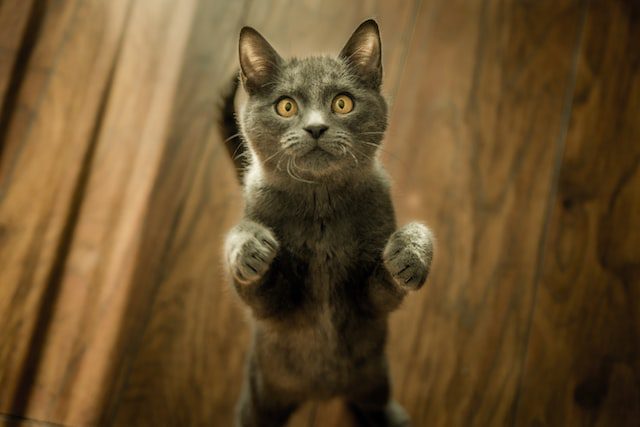 Appear Beneath For A Great Source Of Data About Cats Appear Beneath For A Great Source Of Data About Cats