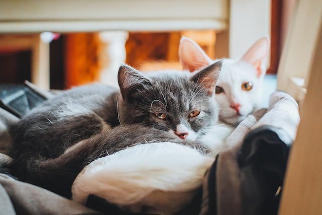 Excellent Advice On Cats Which Are Easy And Simple Excellent Advice On Cats Which Are Easy And Simple