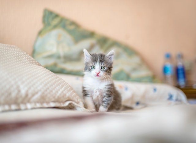 Get Knowledgeable About Kitties By Using These Simple To Comply with Tips Get Knowledgeable About Kitties By Using These Simple To Comply with Tips