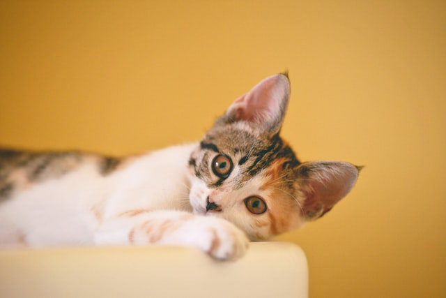 Having Your Cat To Drop Unwanted Pounds Having Your Cat To Drop Unwanted Pounds