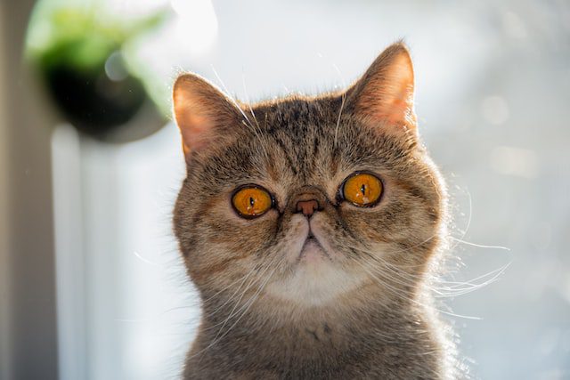 Important Understanding For Anyone Who Owns A Kitty Important Understanding For Anyone Who Owns A Kitty