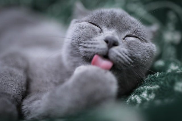 Leading Tips And Tricks For Taking Care Of Your Pet cat Leading Tips And Tricks For Taking Care Of Your Pet cat