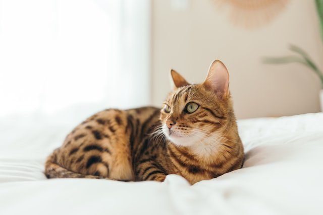 Look At This Guidance For A Wholesome, Robust Kitty. Look At This Guidance For A Wholesome, Robust Kitty.