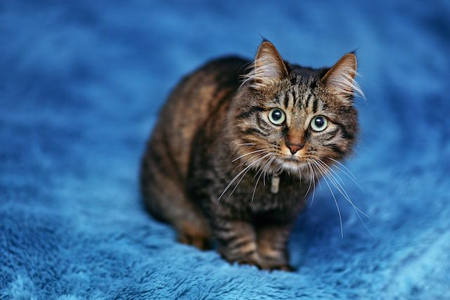 Some Tips Each and every Kitty Proprietor Should Know Some Tips Each and every Kitty Proprietor Should Know