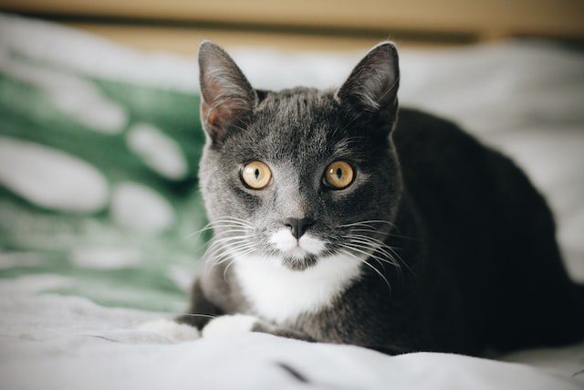 Understand These Guidelines In Case You Have A Feline Understand These Guidelines In Case You Have A Feline