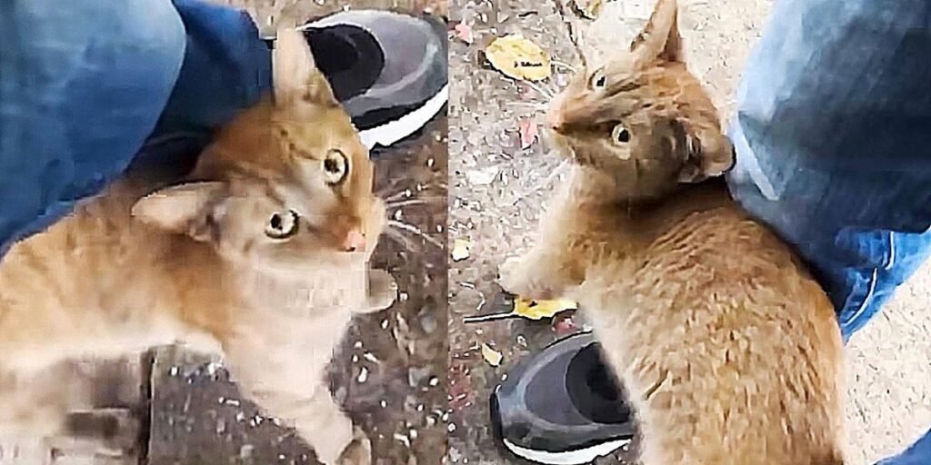 Cat Comes to Parking Lot and Asks for Help, She Walks Right into a Carrier One Day
