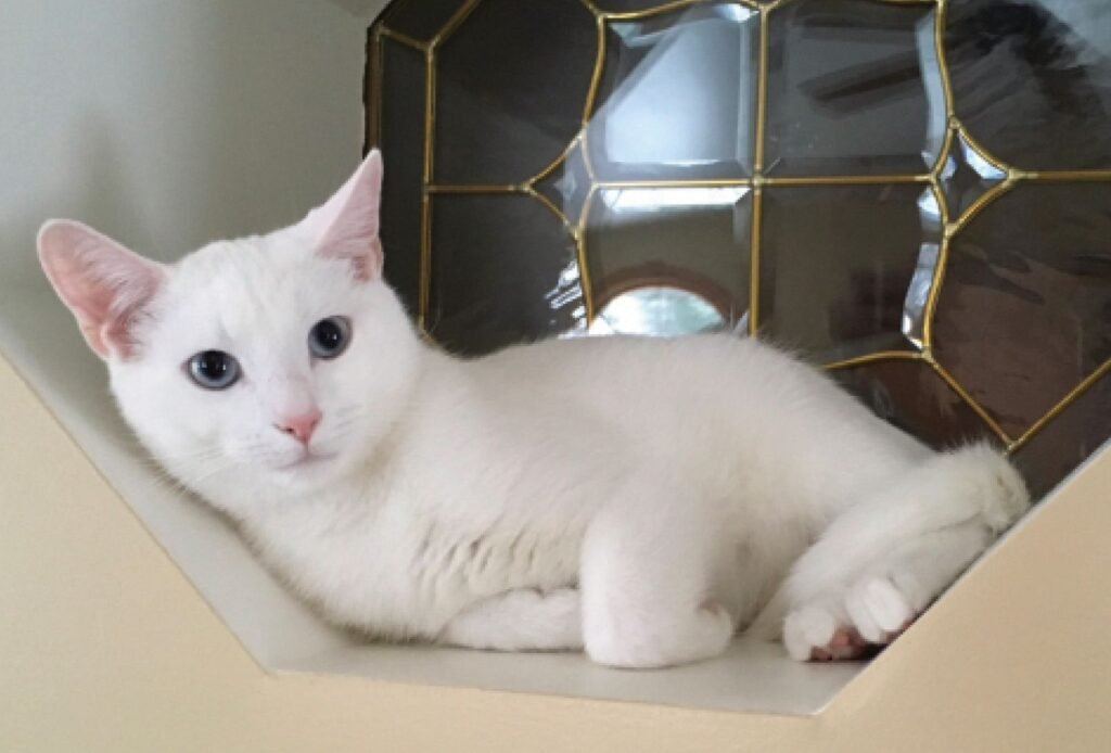 Check Out Our Purrrific Pics & Photo Contest Winners