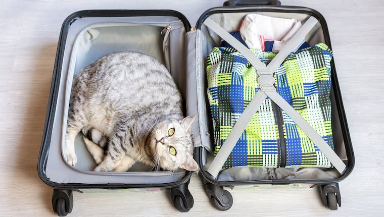 Delilah Stowaway Cat Hitched a Ride on Family Road Trip Delilah Stowaway Cat Hitched a Ride on Family Road Trip