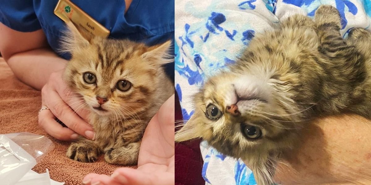 Kitten Blows People Away with Her Resilience, and Lives Best Life After Being Saved from the Road Kitten Blows People Away with Her Resilience, and Lives Best Life After Being Saved from the Road