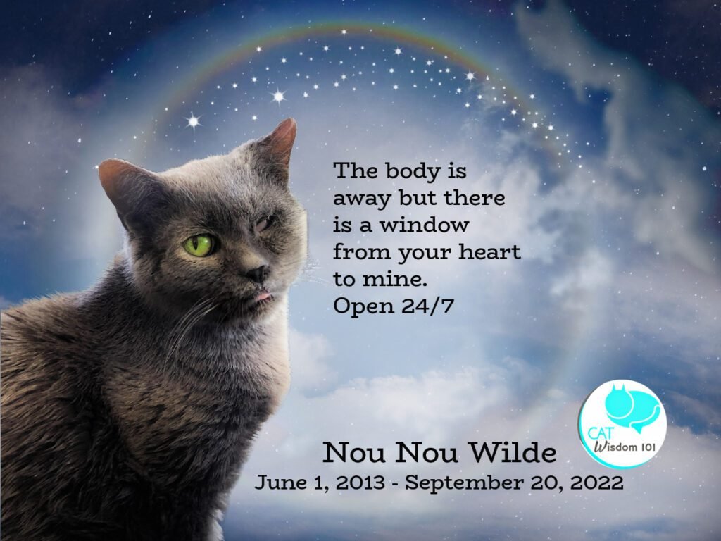RIP Weird, Wonderful Nou Nou, The One-eyed Wonder Cat |