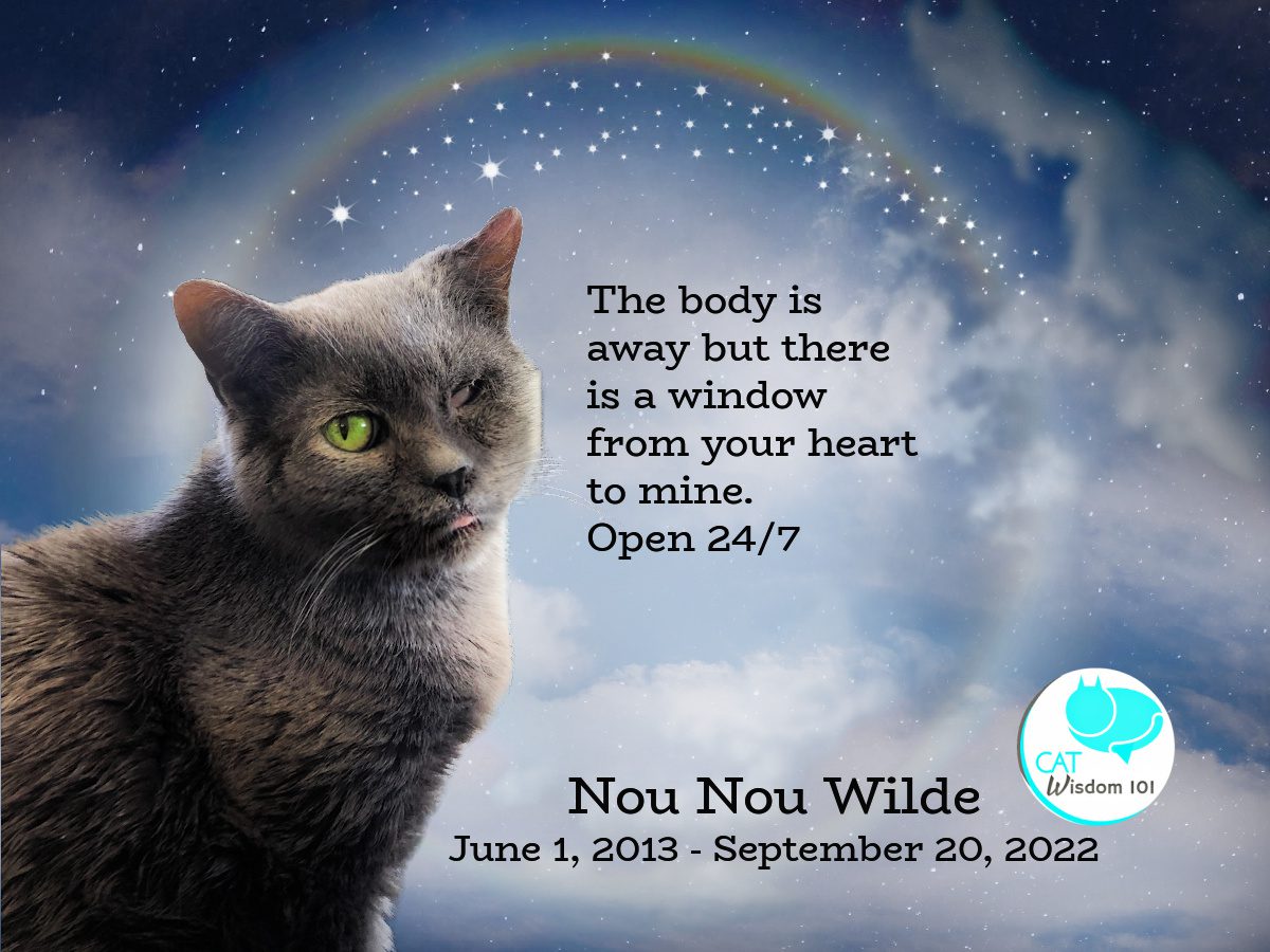 RIP Weird, Wonderful Nou Nou, The One-eyed Wonder Cat | RIP Weird, Wonderful Nou Nou, The One-eyed Wonder Cat |