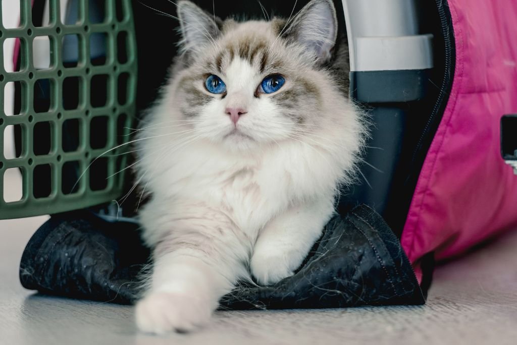 The Top 10 Cat Carriers for Large-XL Cats The Top 10 Cat Carriers for Large-XL Cats