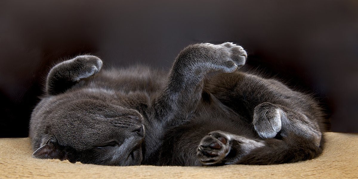Why do Cats Roll Over and Show Their Tummies yet Scratch When it is Tickled? Why do Cats Roll Over and Show Their Tummies yet Scratch When it is Tickled?
