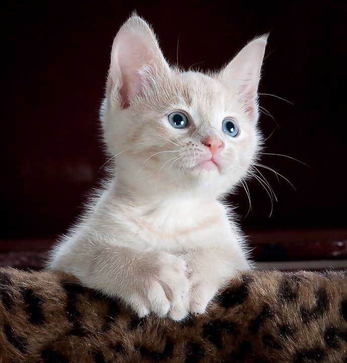 Cat-tastic DIY Projects: How to Keep Your Feline Friend Happy and Entertained Cat-tastic DIY Projects: How to Keep Your Feline Friend Happy and Entertained