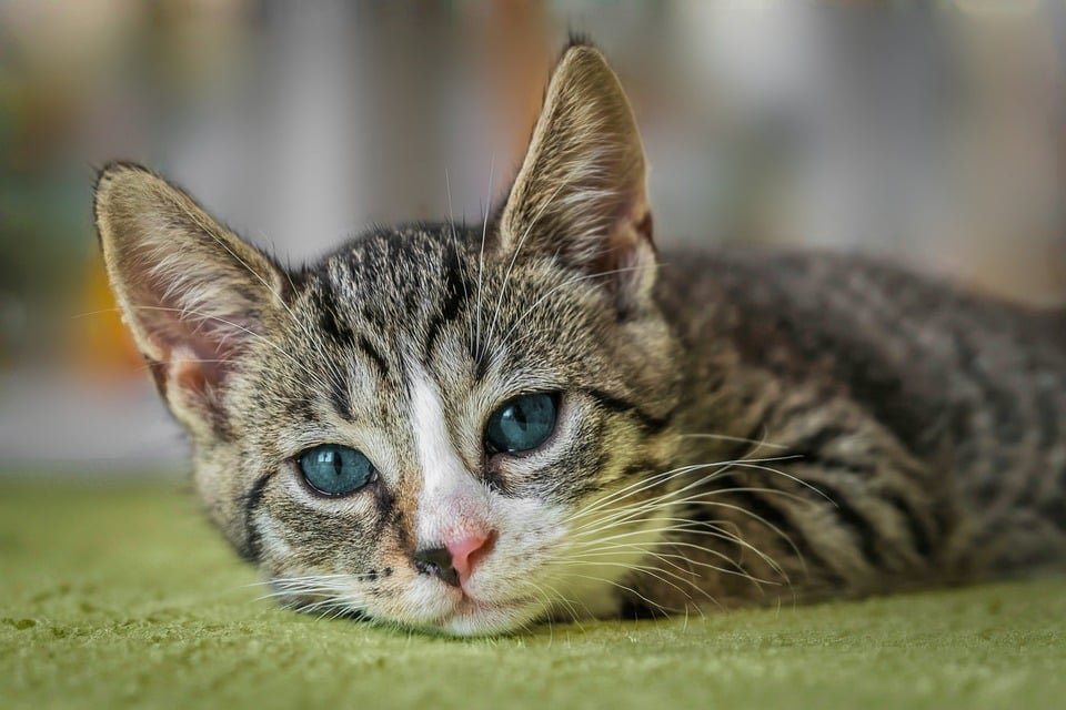 From Lions to House Cats: Exploring the Evolution of Felis Catus From Lions to House Cats: Exploring the Evolution of Felis Catus