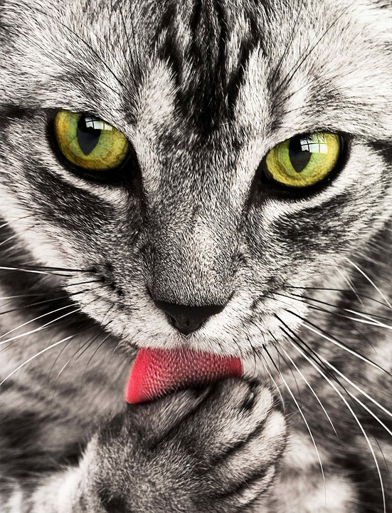 From Mews to Meows: The Evolution of Cat Communication From Mews to Meows: The Evolution of Cat Communication