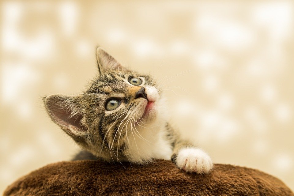 From Mousers to Couch Potatoes: The Evolution of Cats in Society From Mousers to Couch Potatoes: The Evolution of Cats in Society