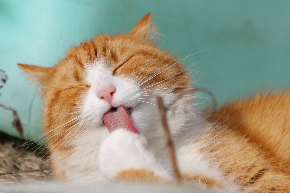 The Power of Purring: How Cats Benefit Our Mental Health The Power of Purring: How Cats Benefit Our Mental Health