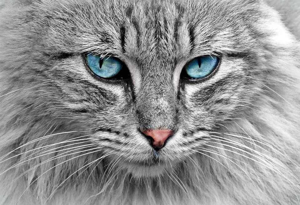 The Secret Lives of Cats: What Your Furry Friend Gets Up to When You’re Not Looking The Secret Lives of Cats: What Your Furry Friend Gets Up to When You’re Not Looking