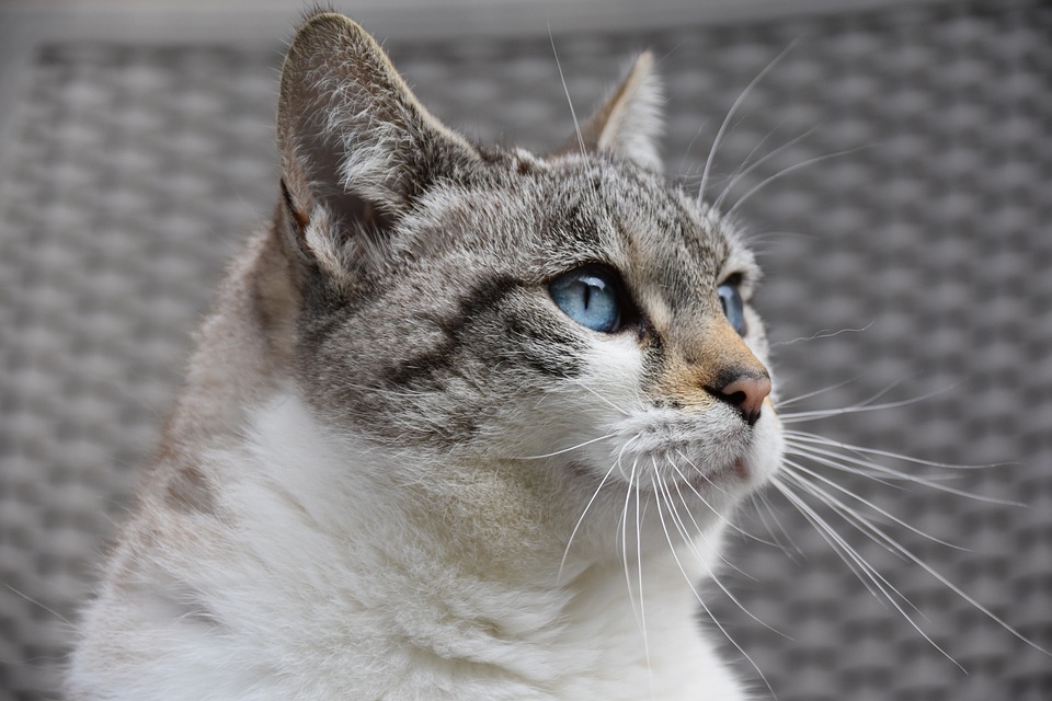 The Stray Cat Struggle: How You Can Help Feral Felines in Your Community The Stray Cat Struggle: How You Can Help Feral Felines in Your Community