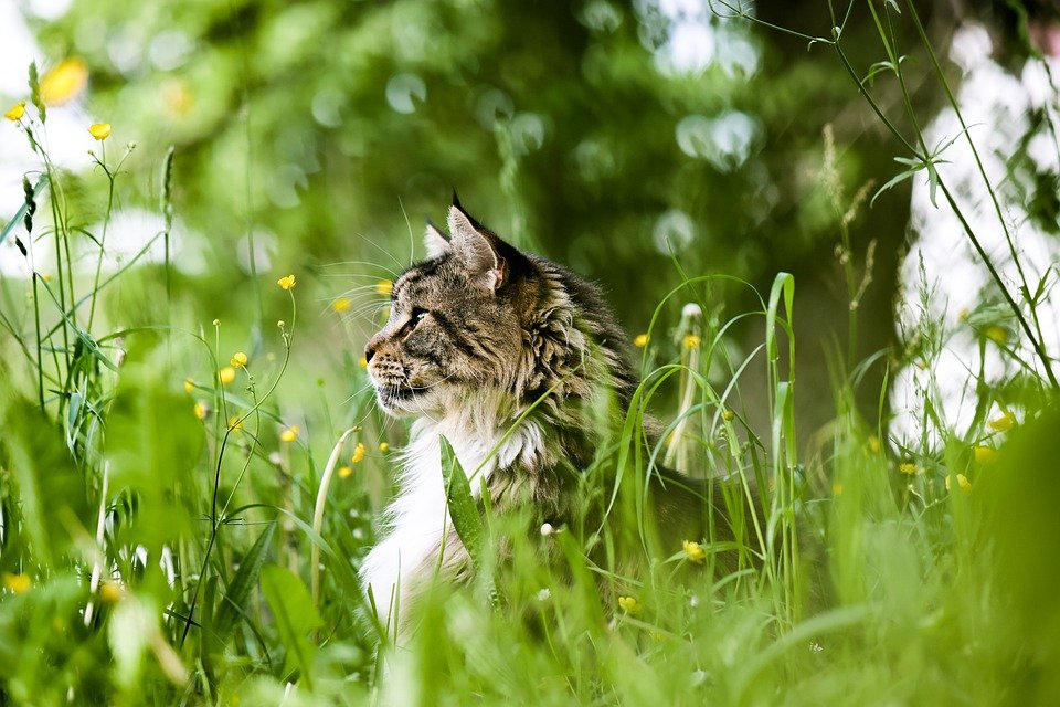 Cat Behavior 101: Understanding Your Pet’s Needs and How to Meet Them Cat Behavior 101: Understanding Your Pet’s Needs and How to Meet Them