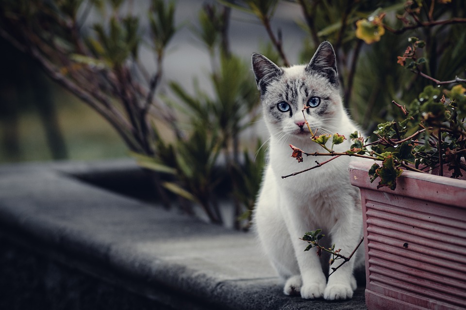 Cats vs. Dogs: Debunking the Myths and Exploring the Truths Cats vs. Dogs: Debunking the Myths and Exploring the Truths