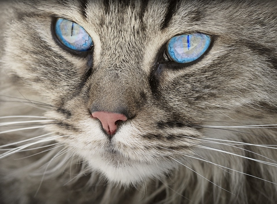Creating a Safe and Stimulating Environment for Your Cat: Tips for a Happy Home Creating a Safe and Stimulating Environment for Your Cat: Tips for a Happy Home