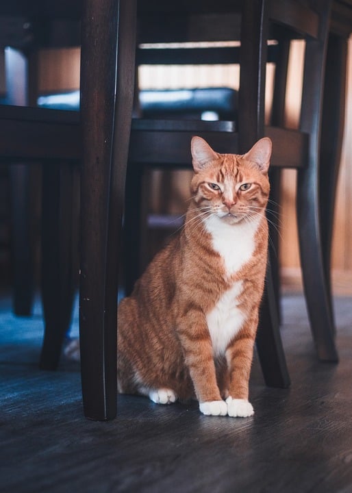 Fur-tastic Feline Facts: Amazing Things You Didn’t Know About Cats Fur-tastic Feline Facts: Amazing Things You Didn’t Know About Cats