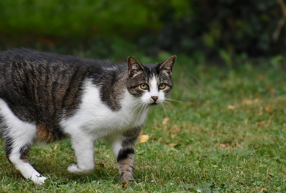 Grooming Tips for Cats: Keeping Your Pet Clean and Comfortable Grooming Tips for Cats: Keeping Your Pet Clean and Comfortable