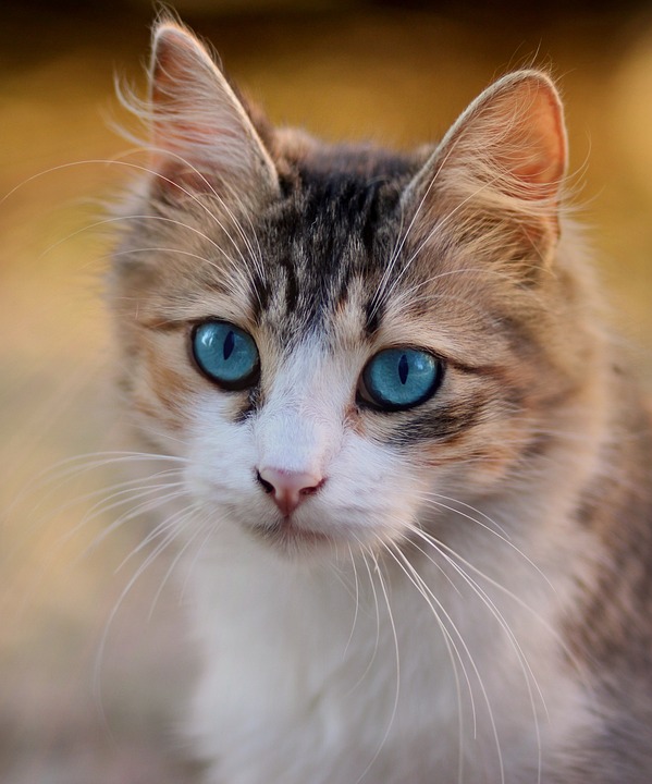 How to Train Your Cat: Positive Reinforcement Techniques for a Well-Behaved Pet How to Train Your Cat: Positive Reinforcement Techniques for a Well-Behaved Pet