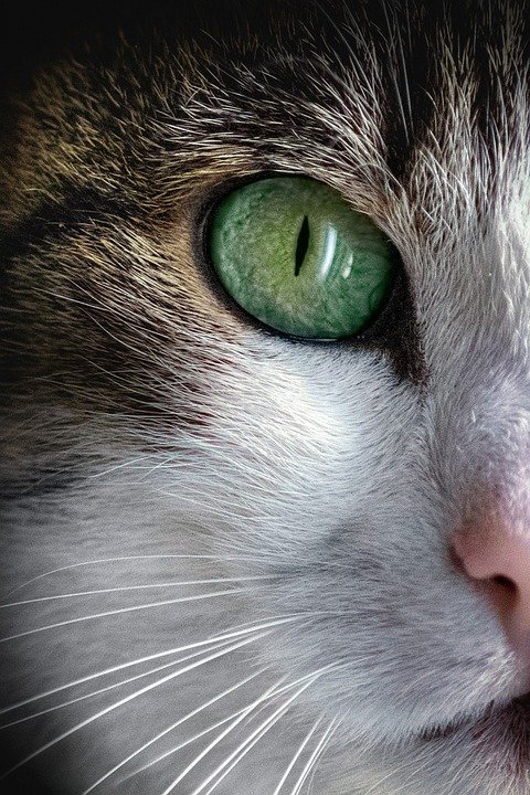 Managing Stress and Anxiety in Cats: Tips for a Calmer Kitty Managing Stress and Anxiety in Cats: Tips for a Calmer Kitty