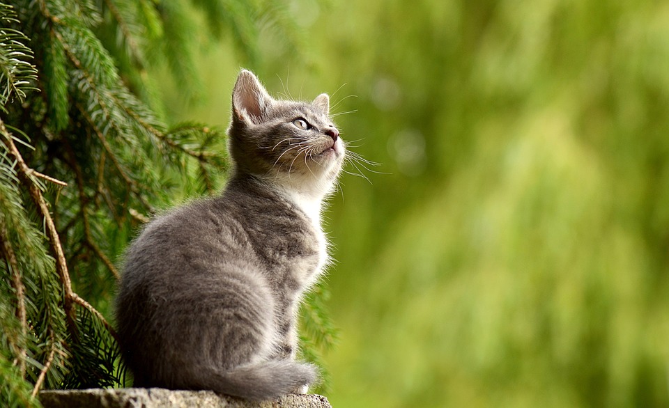 Purr-fectly Pawsome: Why Cats Make Great Pets Purr-fectly Pawsome: Why Cats Make Great Pets