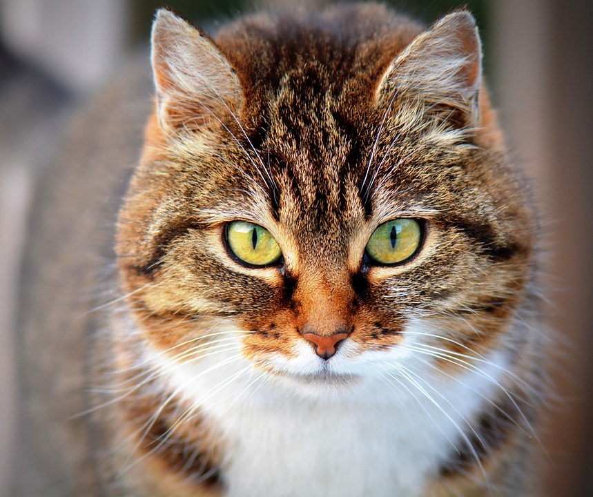 The Art of Cat Care: Tips for Keeping Your Feline Happy and Healthy The Art of Cat Care: Tips for Keeping Your Feline Happy and Healthy