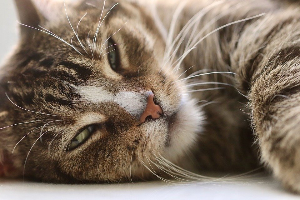 The Benefits of Regular Vet Check-Ups for Your Cat’s Health The Benefits of Regular Vet Check-Ups for Your Cat’s Health