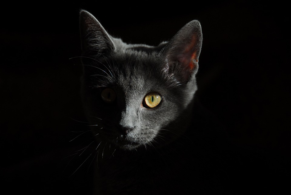 The Importance of Proper Nutrition for Your Cat: How to Choose the Best Food The Importance of Proper Nutrition for Your Cat: How to Choose the Best Food