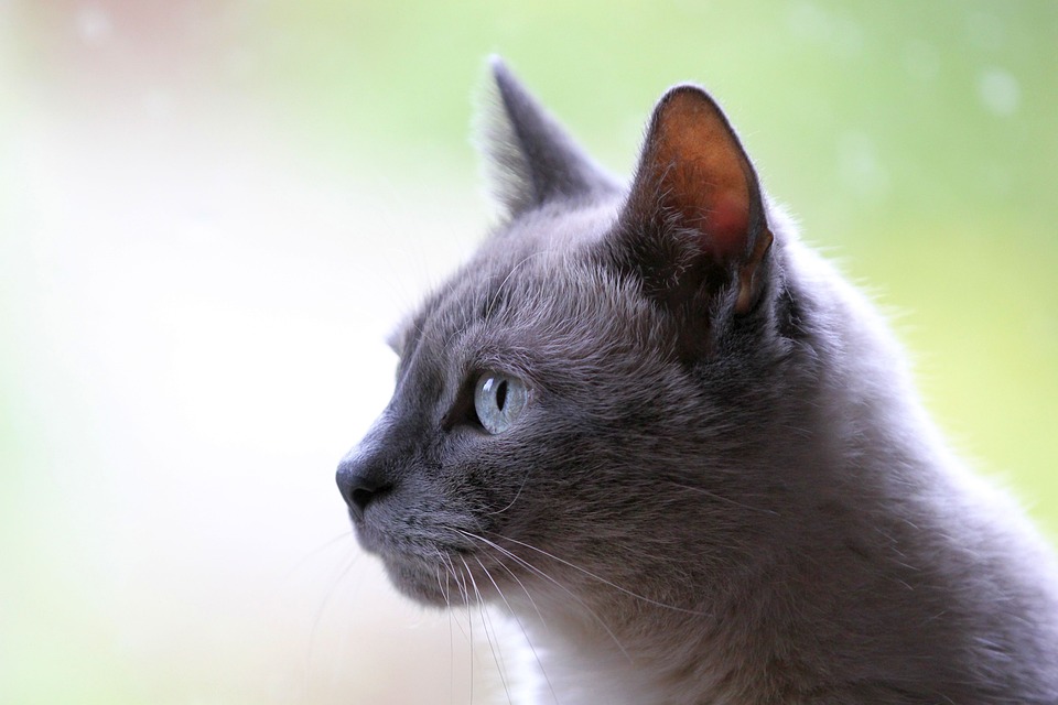 The Ultimate Guide to Cat Care: Tips for Keeping Your Feline Friend Happy and Healthy The Ultimate Guide to Cat Care: Tips for Keeping Your Feline Friend Happy and Healthy