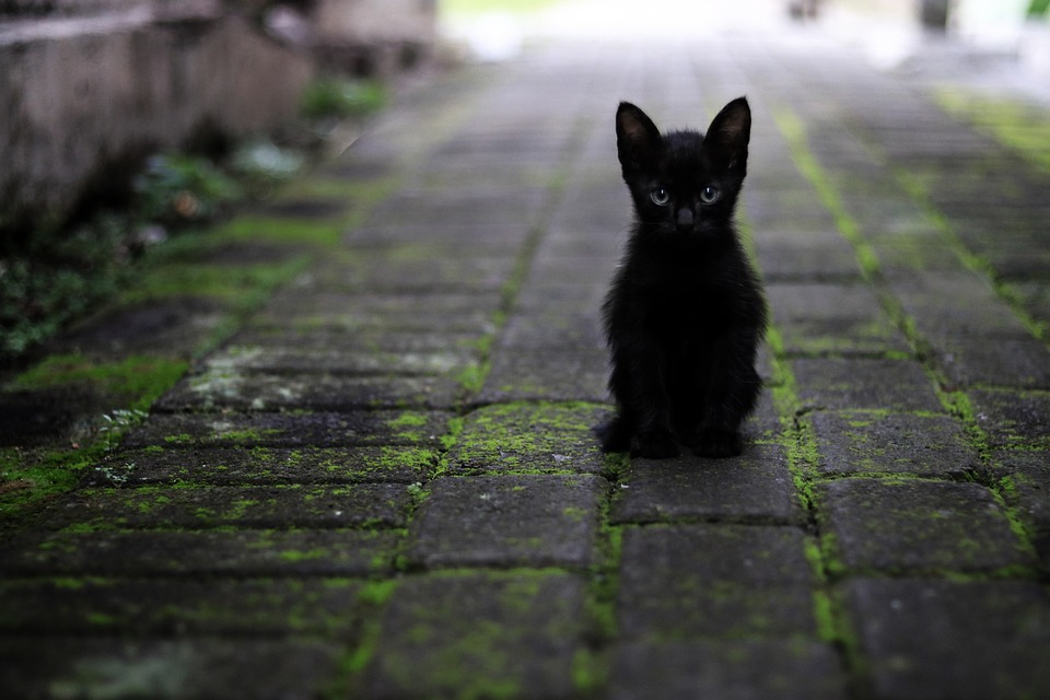 Why Do Cats Always Land on Their Feet? The Science Behind Feline Agility Why Do Cats Always Land on Their Feet? The Science Behind Feline Agility